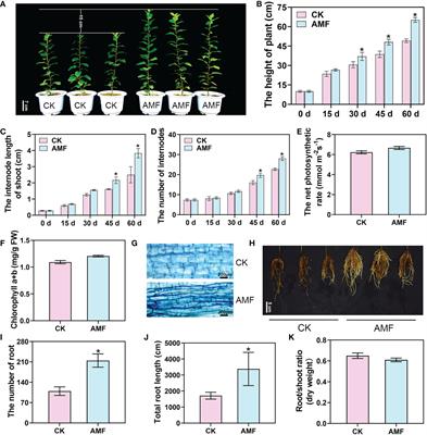 Transcriptomics and metabolomics reveal effect of arbuscular mycorrhizal fungi on growth and development of apple plants